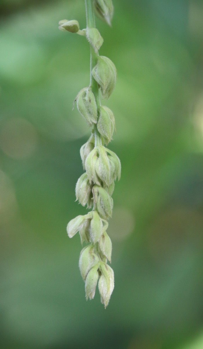 Mucuna pruriens var. pruriens (L.) DC.